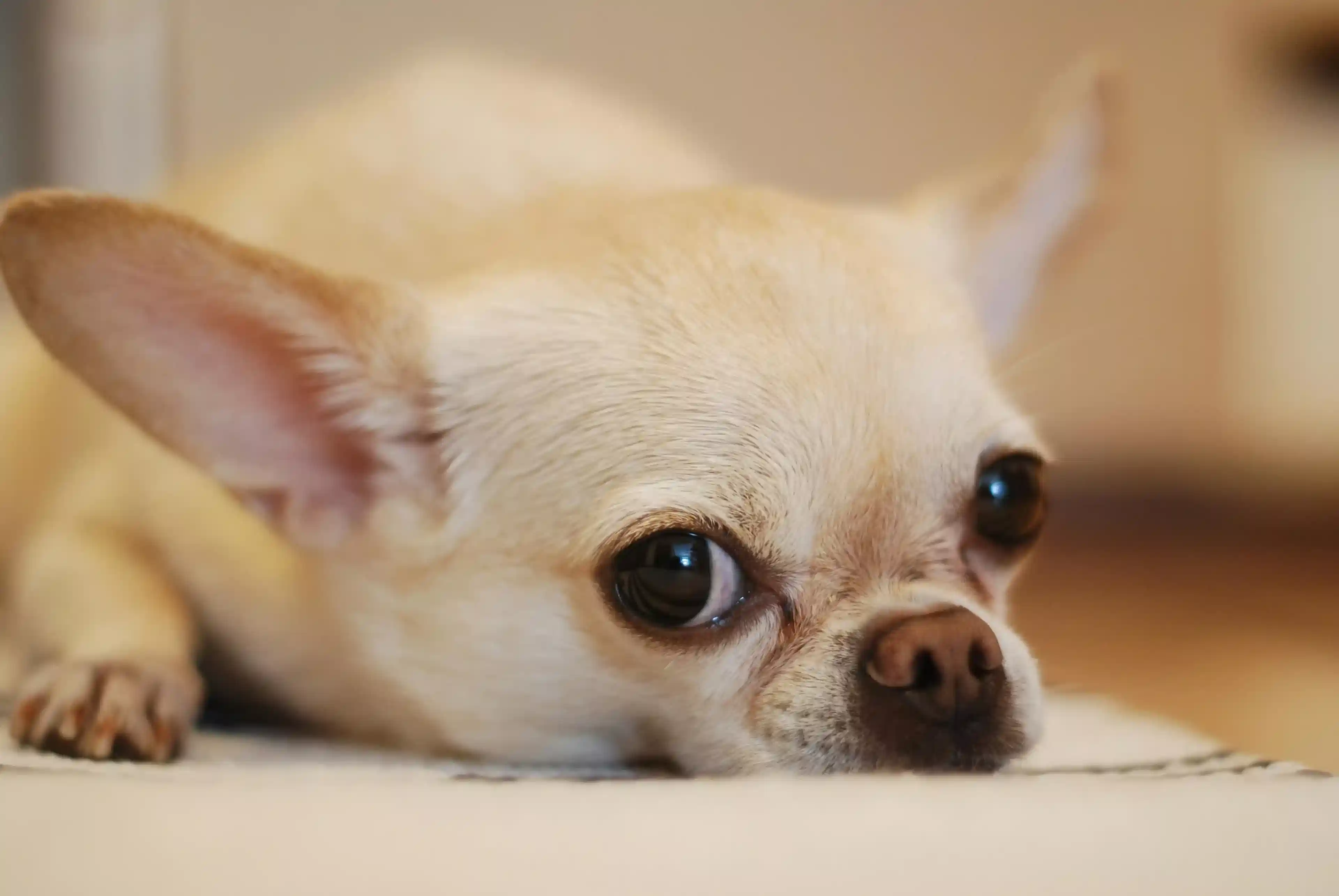 Bästa hundfoder för Chihuahuas