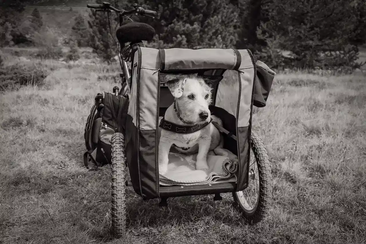 Bästa cykelvagn för hund 2025