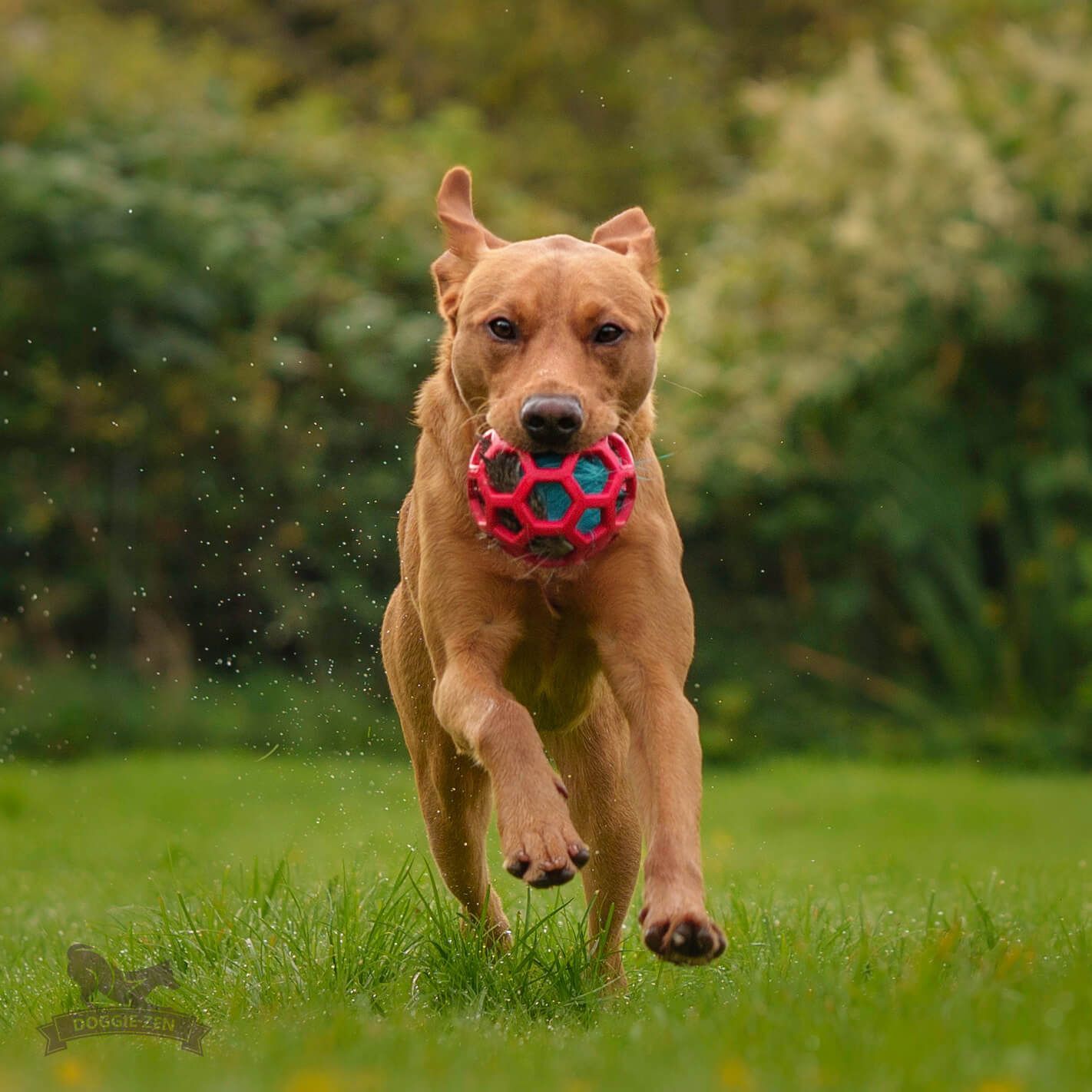 Doggie-Zen Älgpip till Hol-ee-leksaker (S)