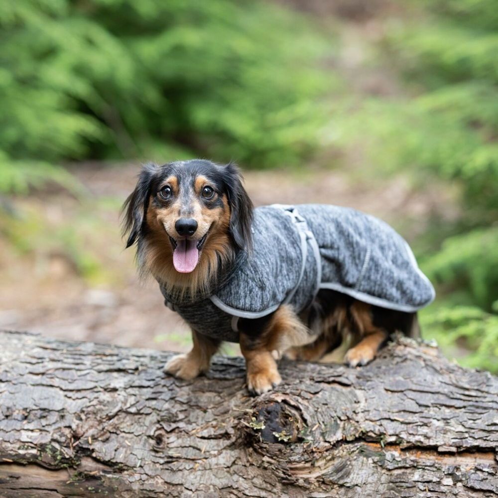 Icepeak Flen Midlayer Hundjacka Svart (M)