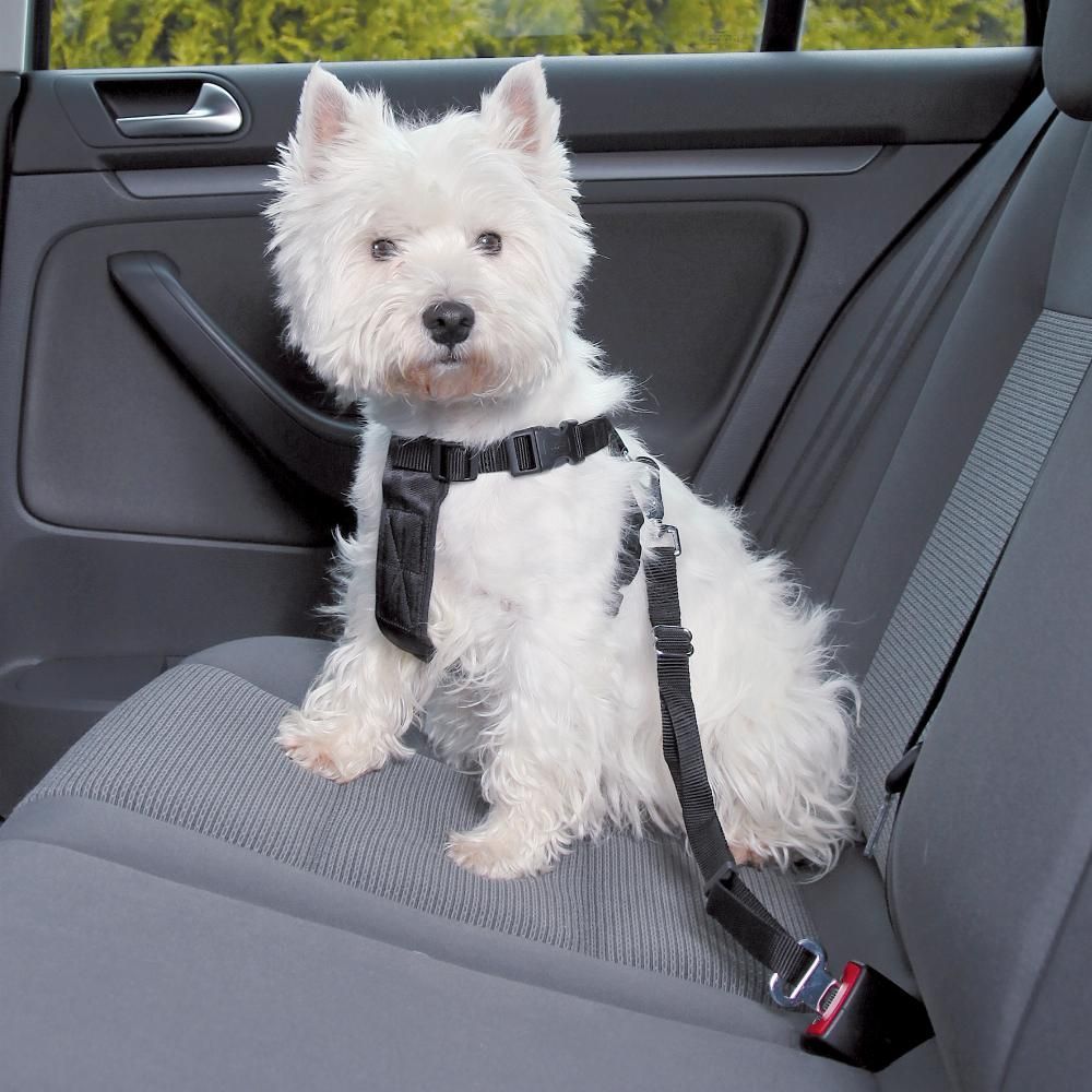 Jolly Paw Bilsele Hund (M)