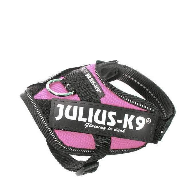 Julius-K9 IDC Sele Rosa - Baby 2