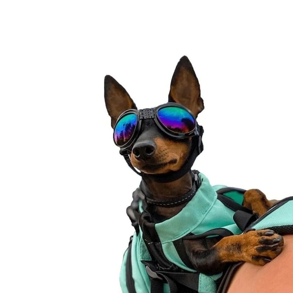 K9 Sport Goggles till Hund Svart