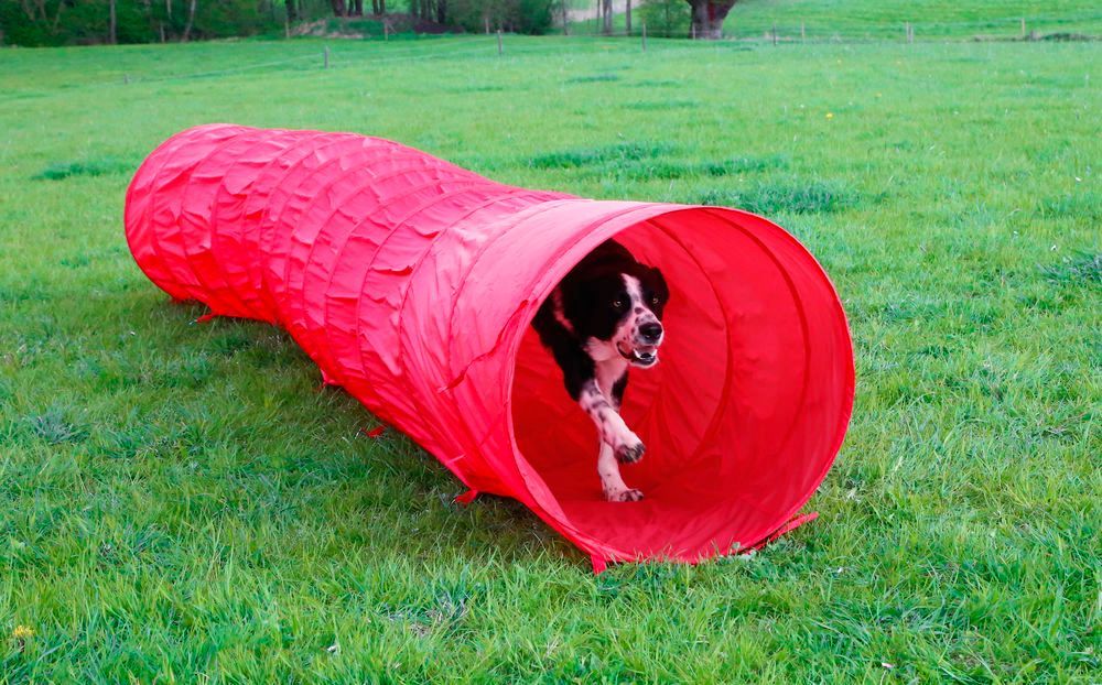 Kerbl Agility Tunnel- Röd
