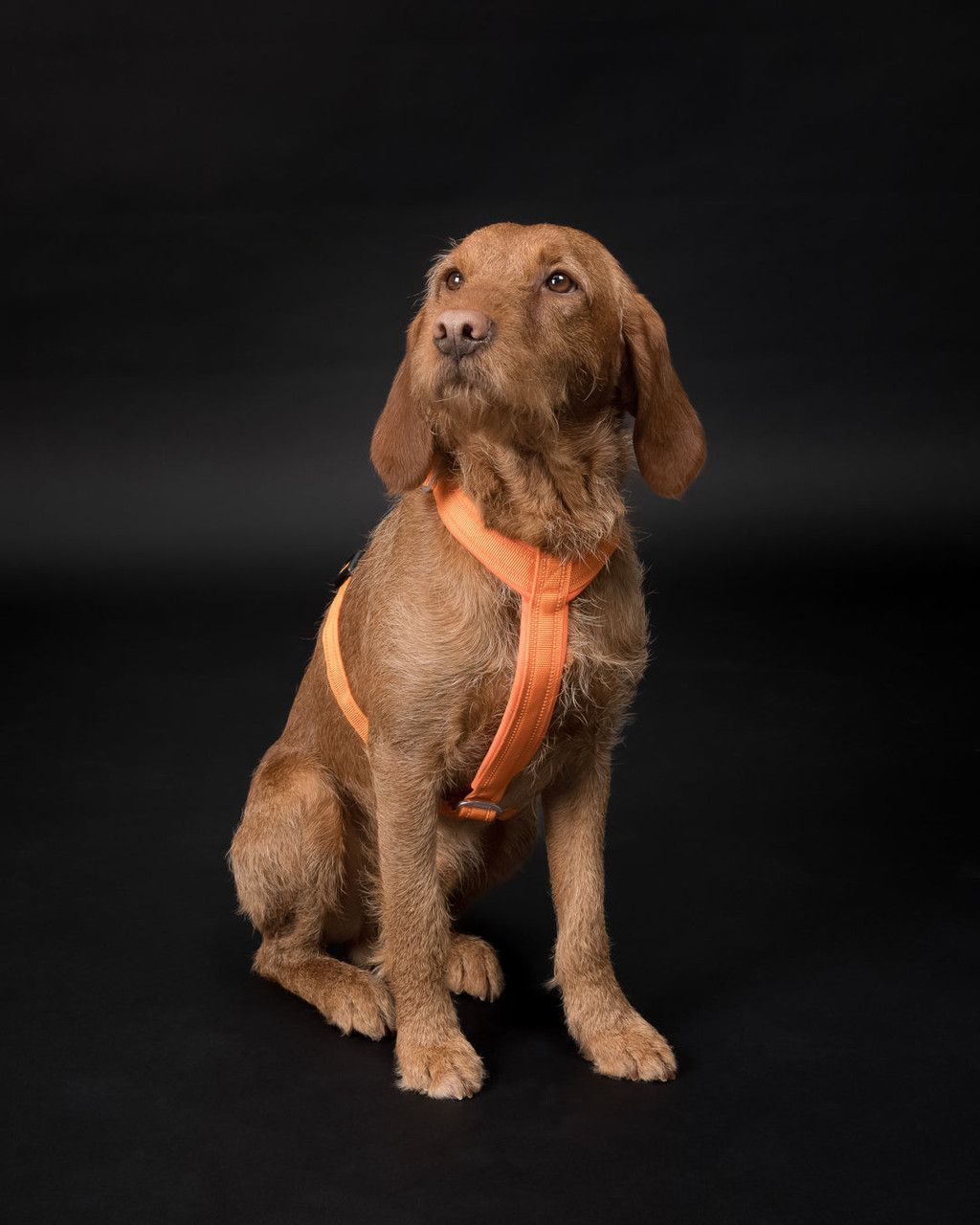 Easy Harness Reflekterande Hundsele Orange - L