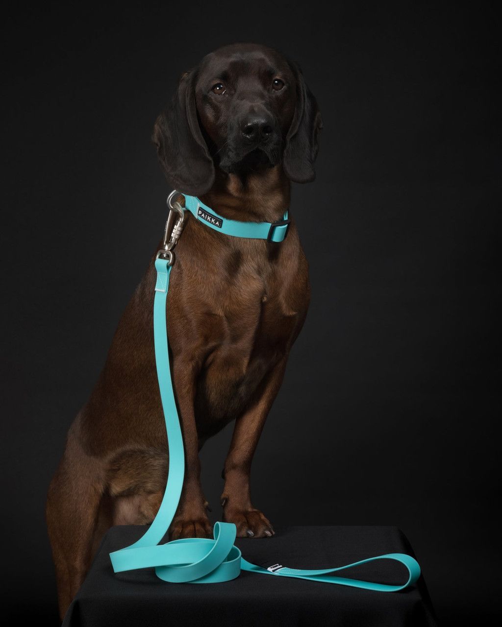 Glow Leash Självlysande Hundkoppel Aqua - 20 mm