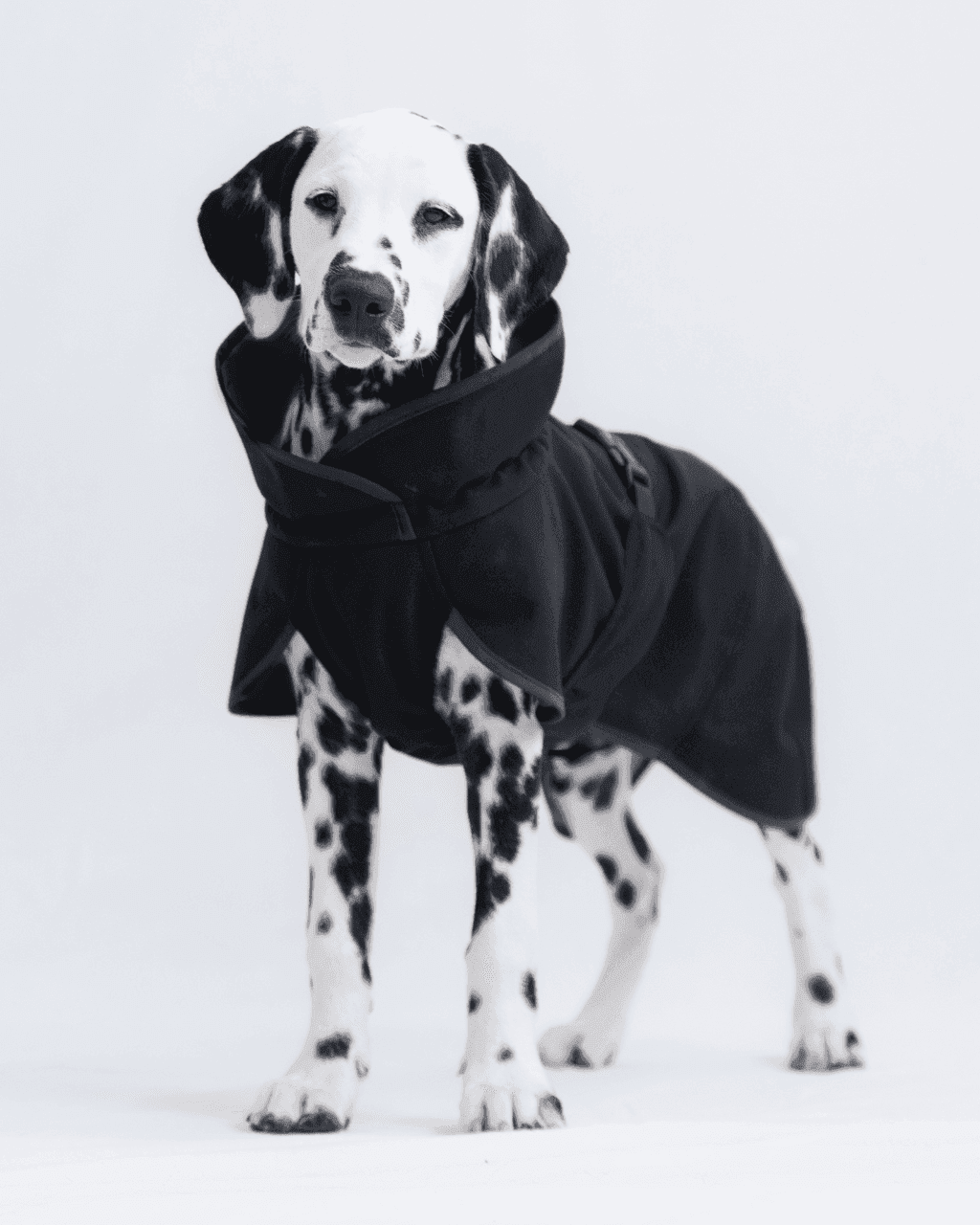 Recovery Softshell Hundjacka Svart - 25