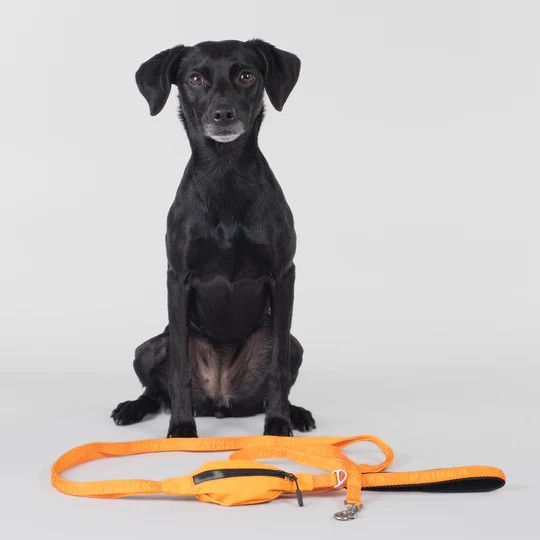 Reflekterande Hundkoppel, orange - M