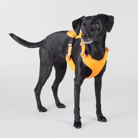 Reflekterande Hundsele, orange - L