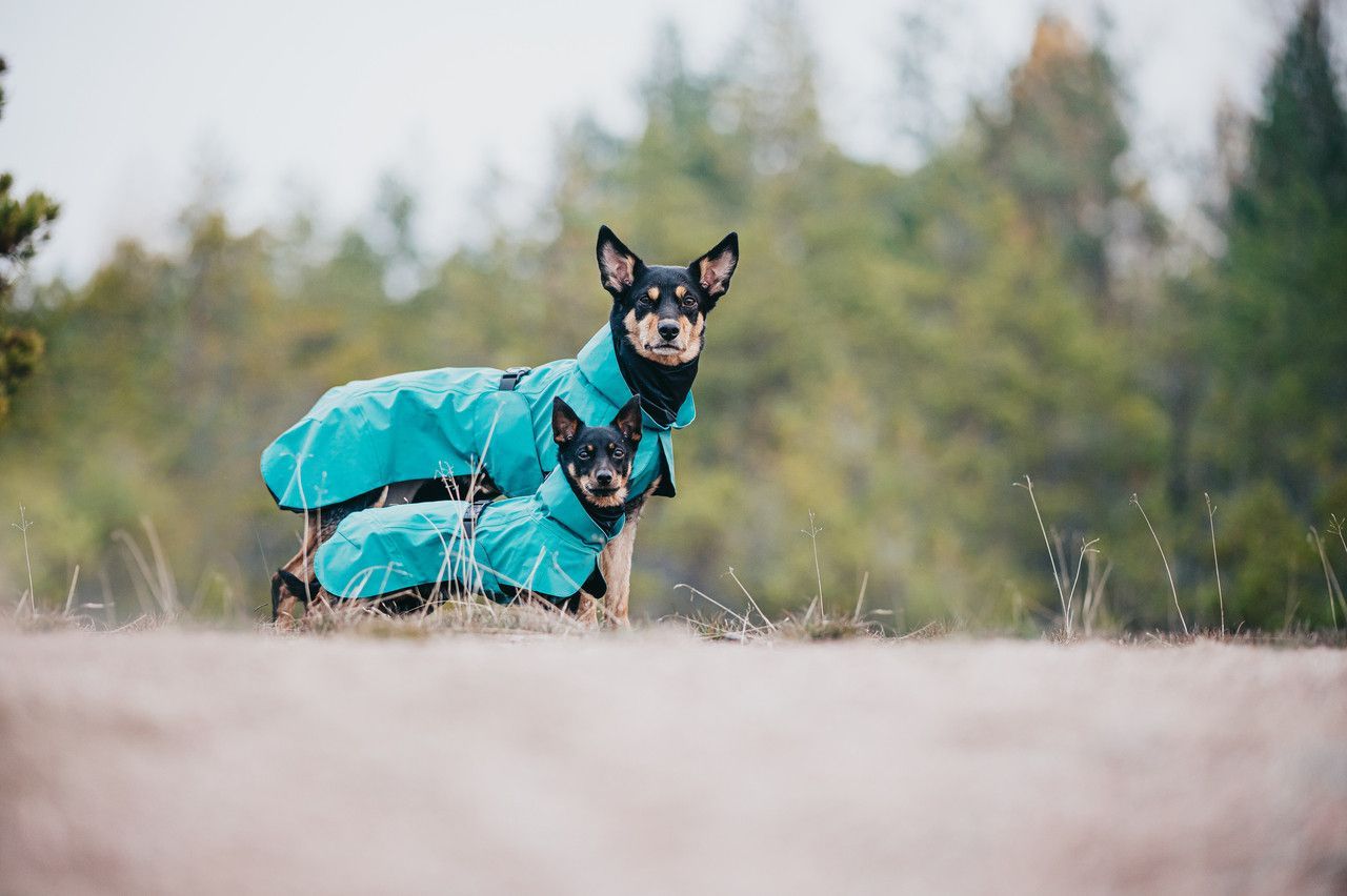 Reflekterande Regnjacka Hund, Emerald - 65