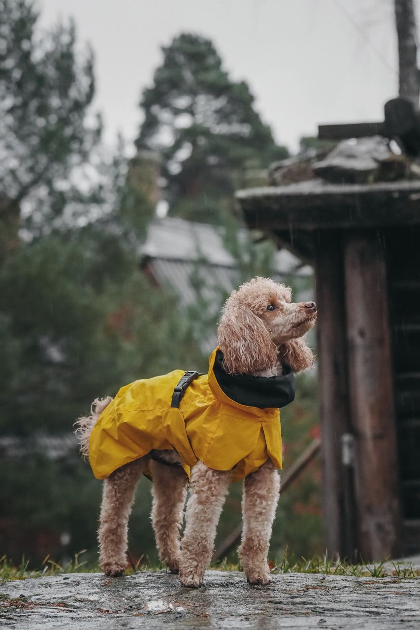 Reflekterande Regnjacka Hund, Gul - 80