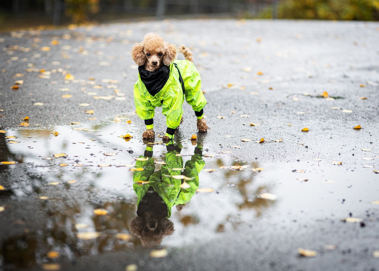 Regnoverall Hund, Neon - 55