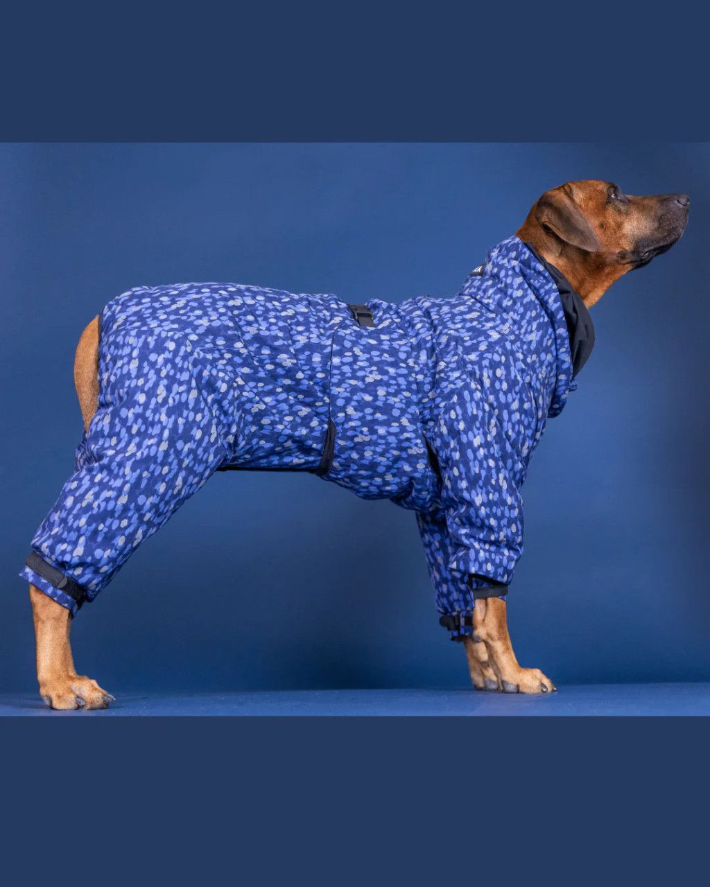 Vinteroverall till hund, blå - 70 / Blå