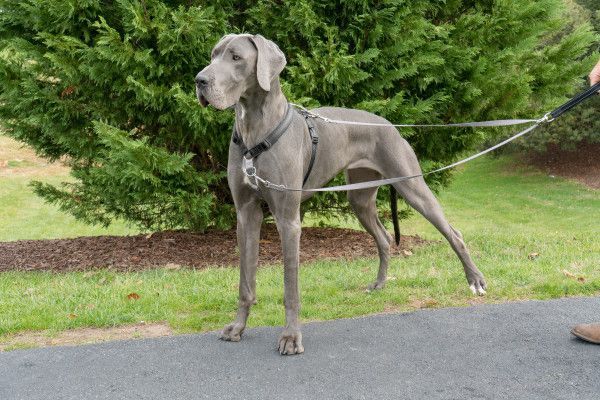 PetSafe  - Silver - Antidrag koppel