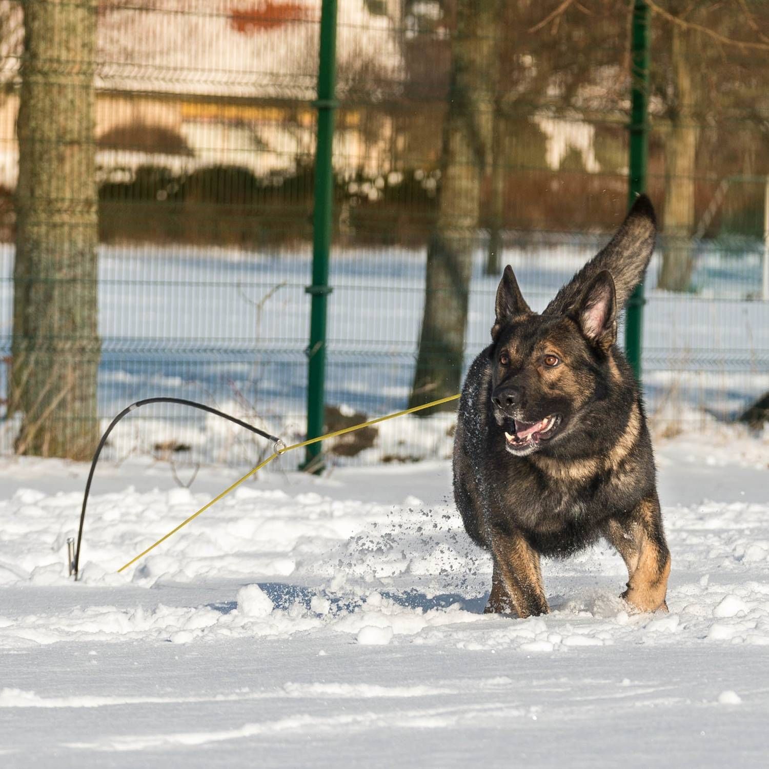 RADDOG Flexipole