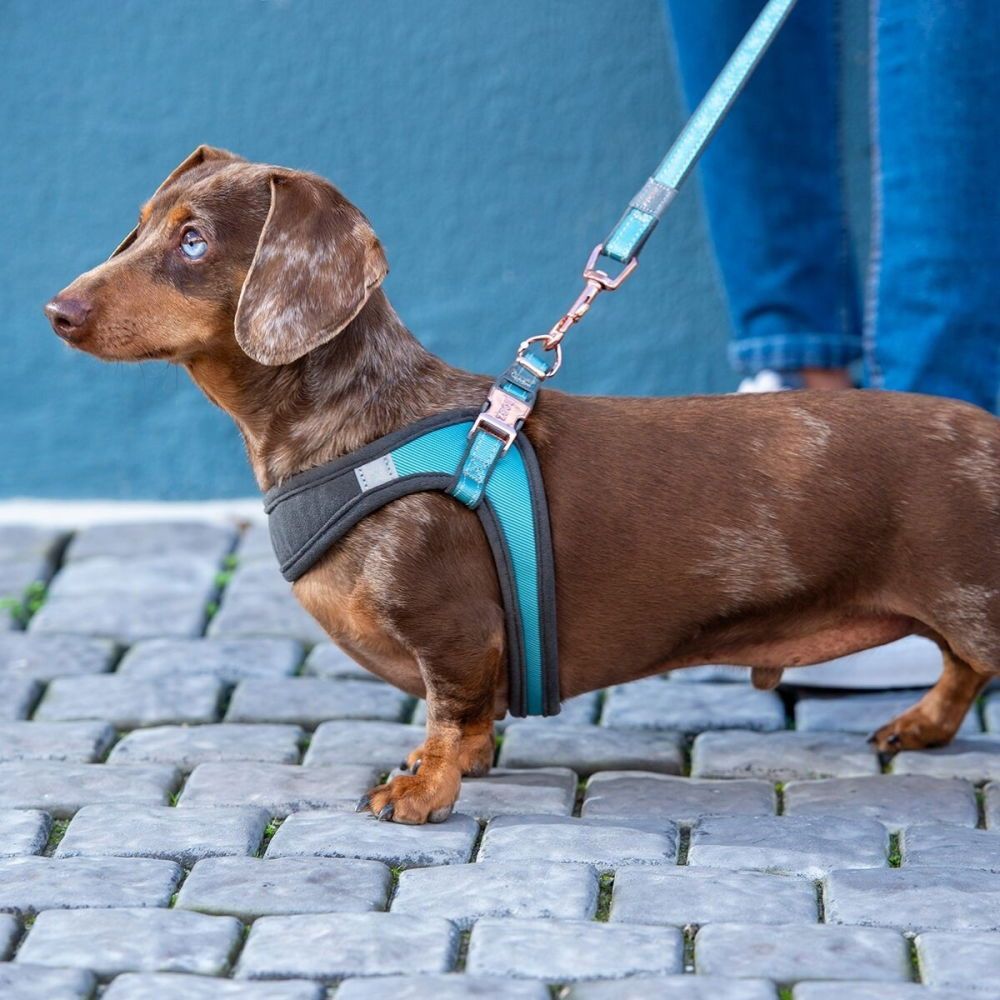 Rogz Urban Fast-Fit Hundsele Turkos (M)