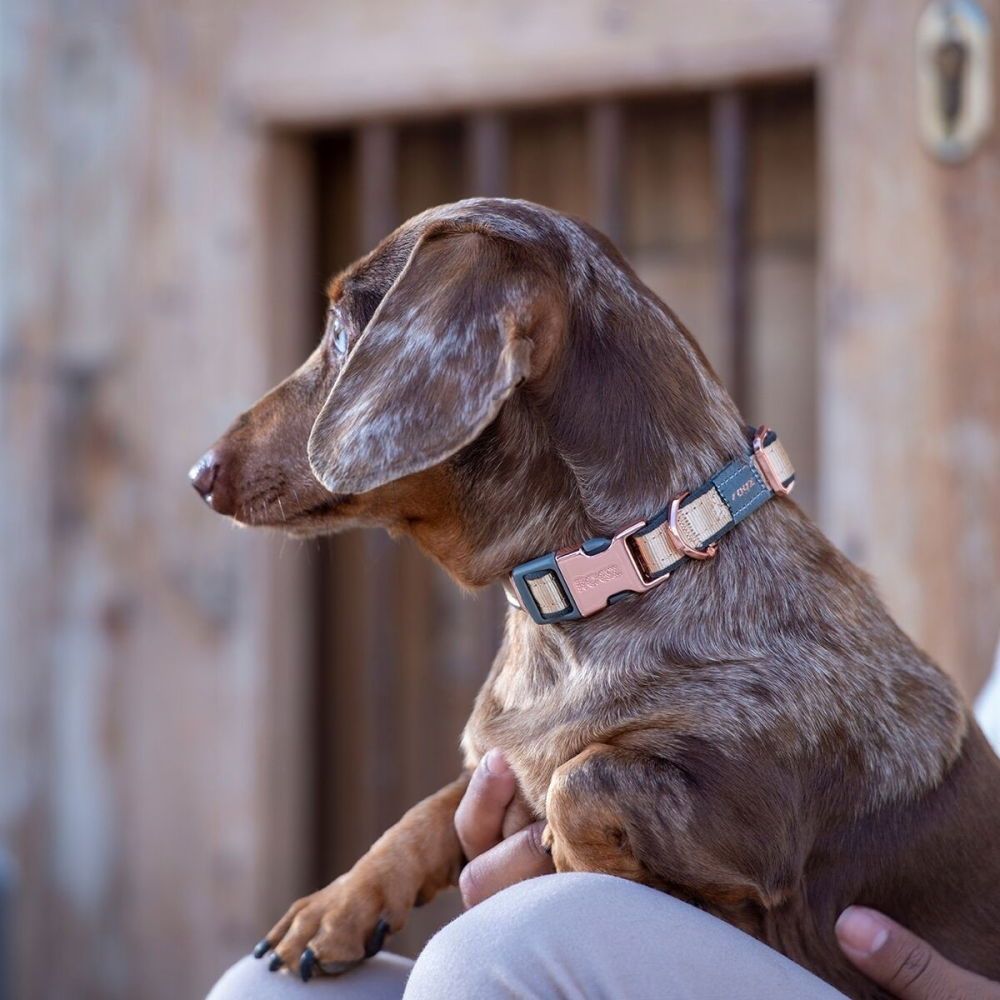 Rogz Urban Hundhalsband Guld (M)