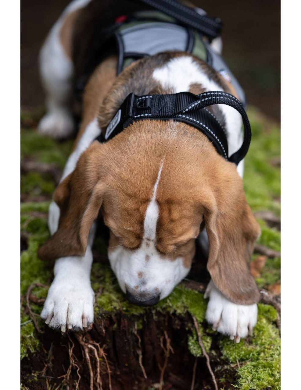 Mission Collar Hundhalsband - Svart / Large