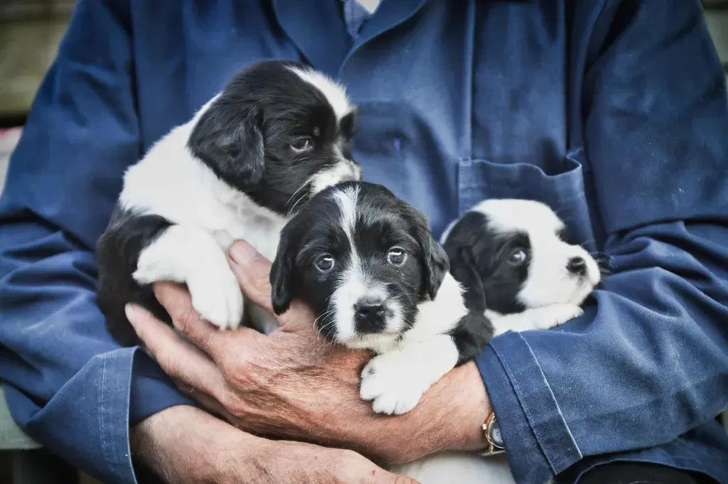Best Dog Food For Puppies