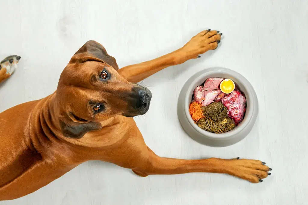 Recommended Organic Dog Foods