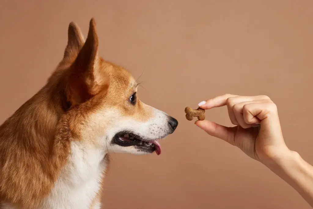 Bästa Hundgodis
