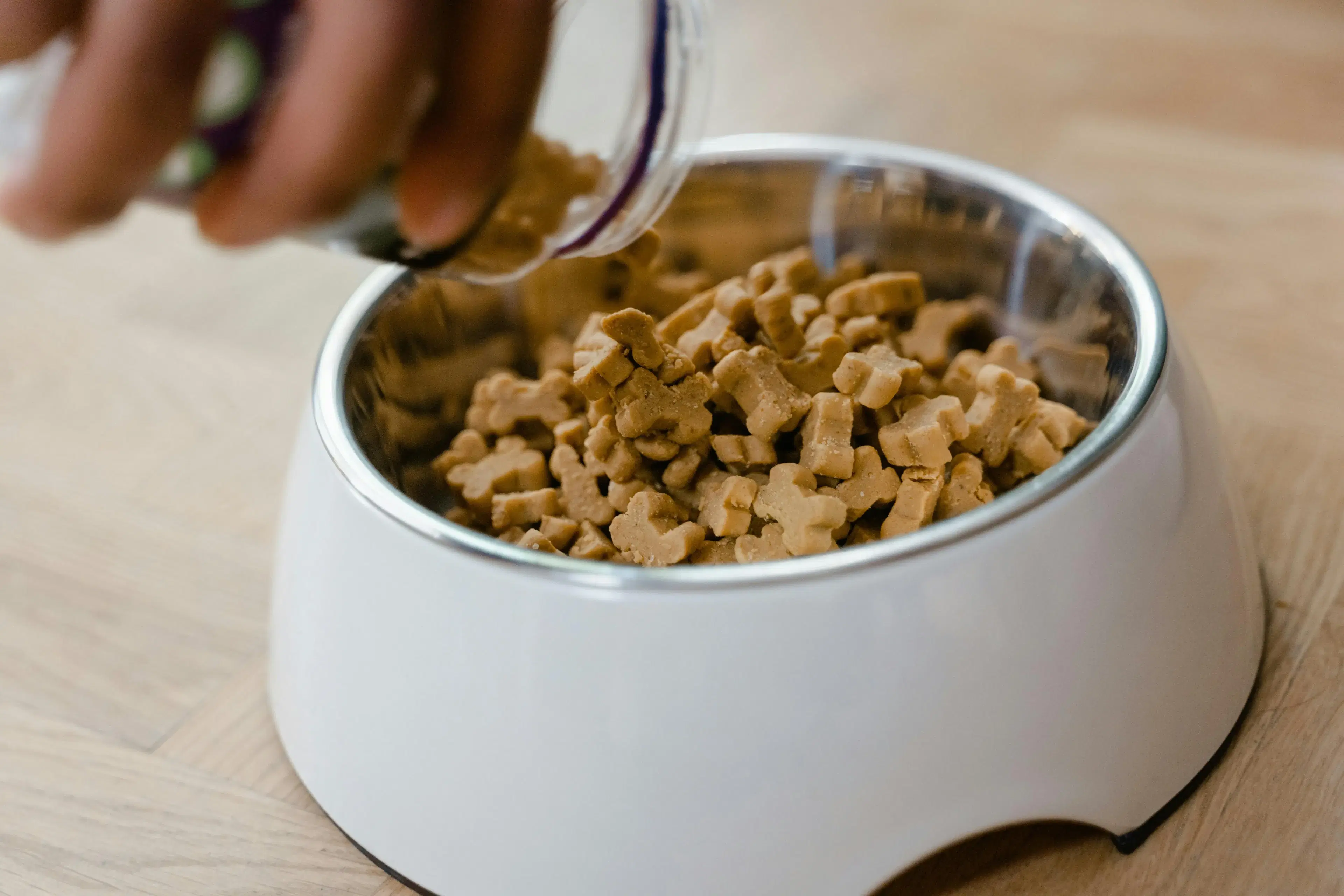 Recommended Dry Dog Food