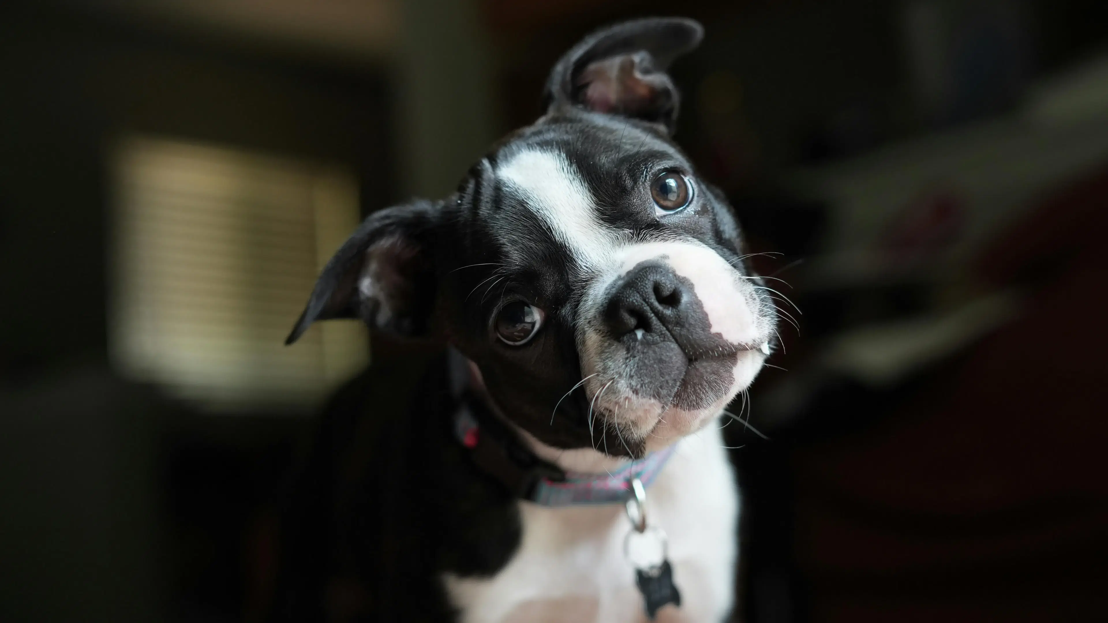 Best Food for Boston Terrier