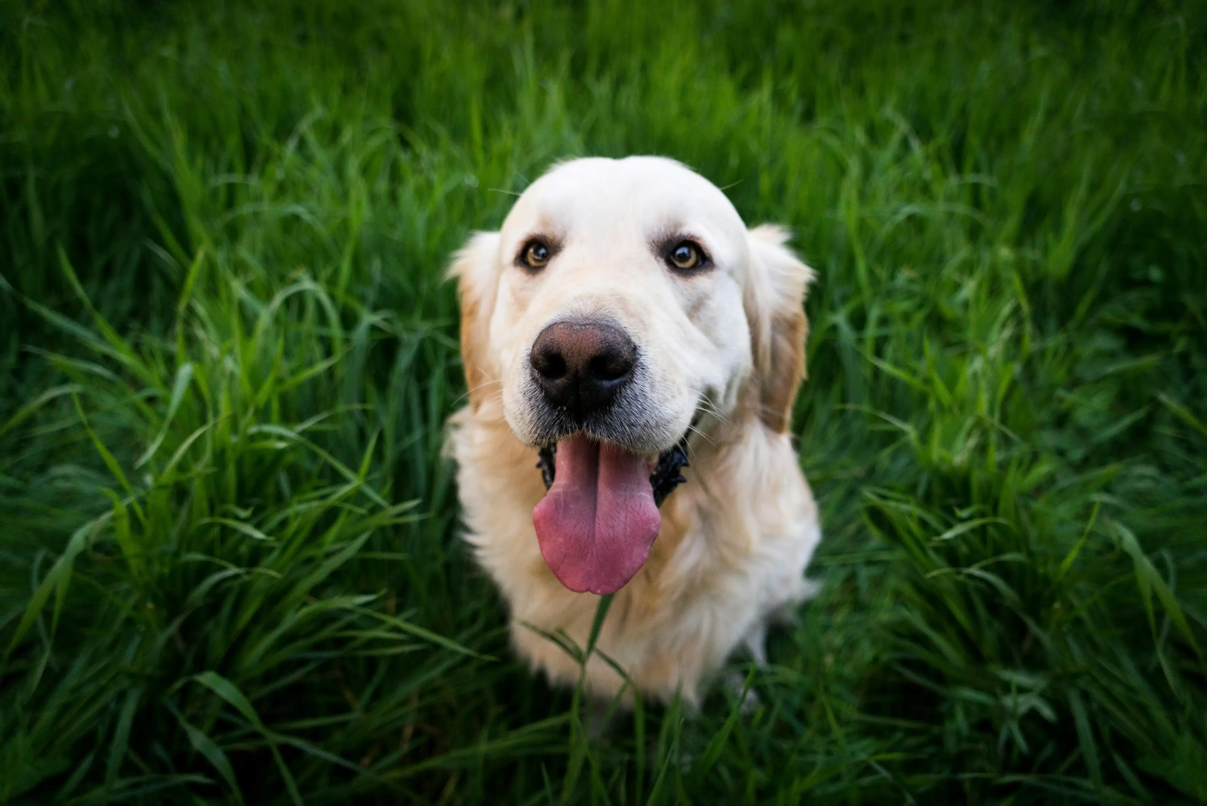 Best dog food for labradors