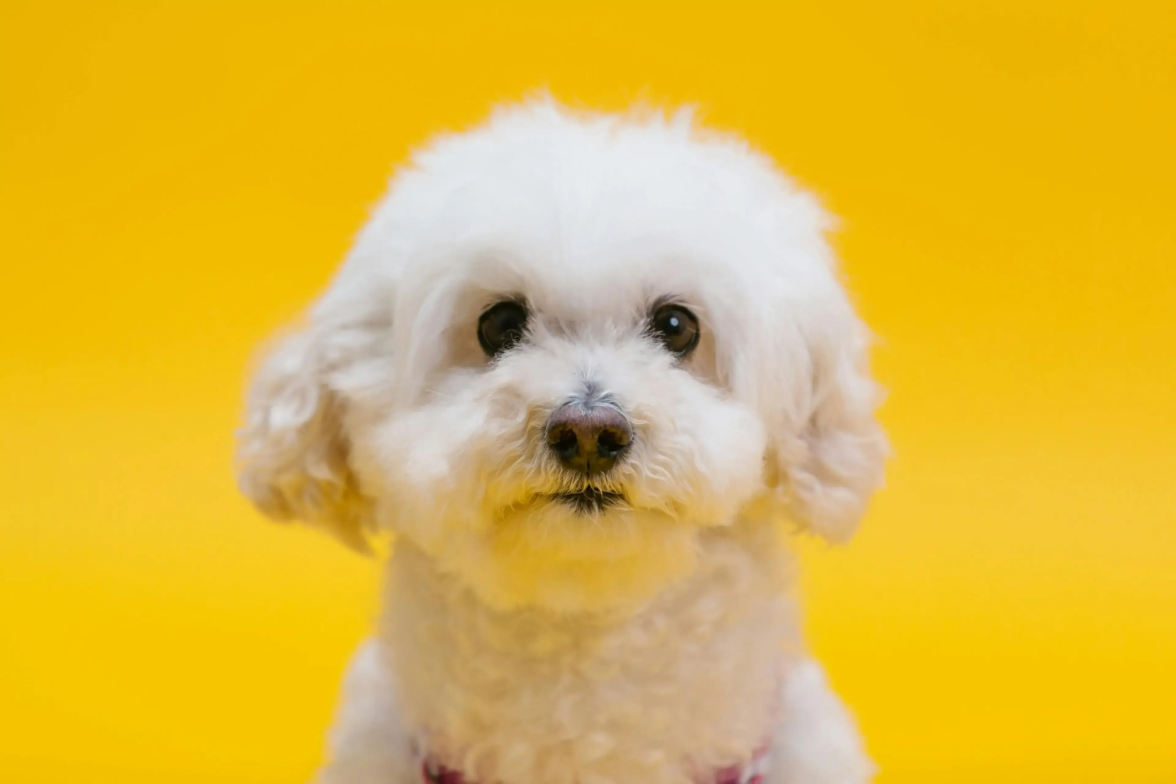 Best Dog Food for Poodles